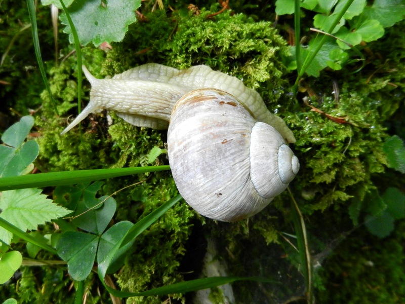 Helix pomatia